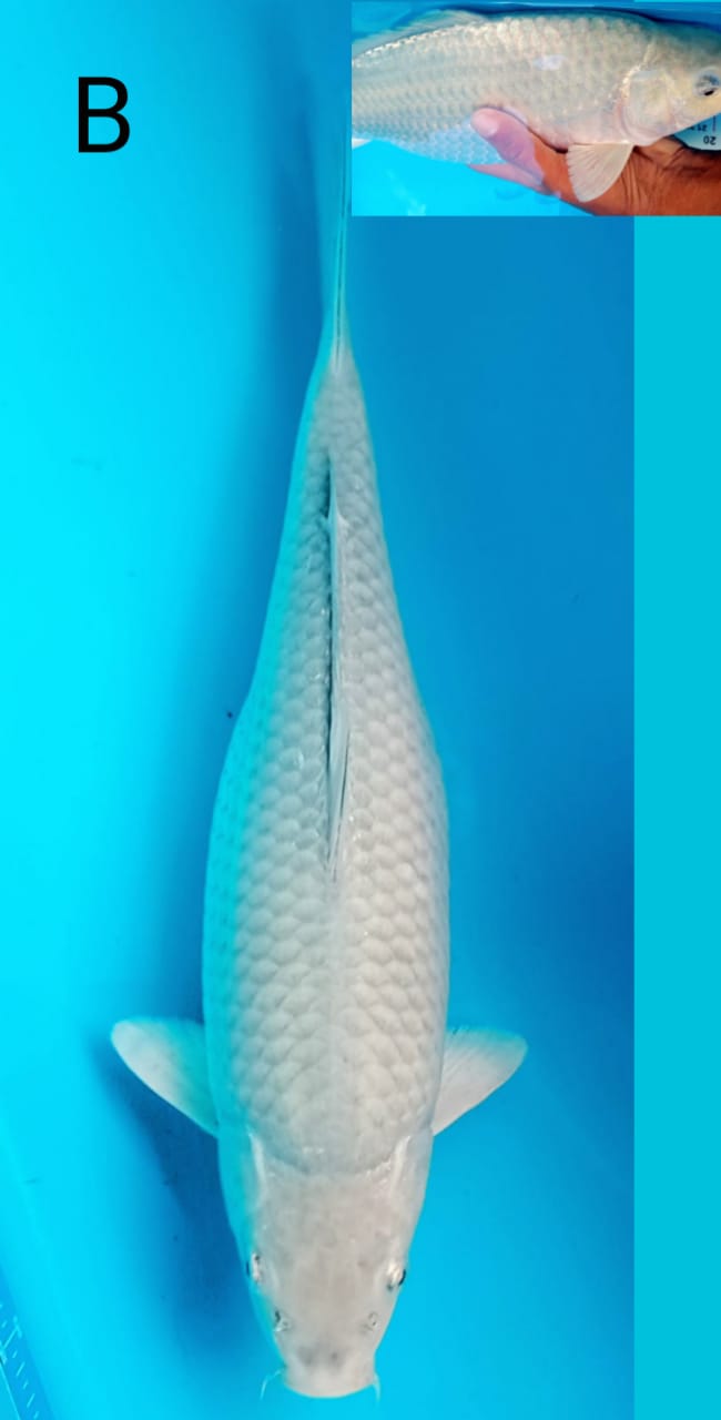 SORAGOI 42cm