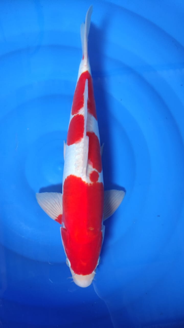 Lelang Koi Online, Jual Beli Ikan Koi, Pusat Jual Beli Koi, Info Lelang Koi Hari Ini, Platform Jual Beli Koi, Jual Beli Ikan Koi Online, Marketplace Ikan Koi, Jual Koi Terbaik, Tempat Beli Koi Berkualitas, Pasar Ikan Koi Online Terpercaya, Penjual Ikan Koi Terpercaya, Beli Koi Hias Online, Ikan Koi untuk Dijual, Koi Kualitas Terbaik, Toko Online Ikan Koi, Koi Hias Untuk Dijual, Jual Beli Ikan Koi Lokal, Koi Indonesia Online, Pusat Jual Beli Koi Terbesar