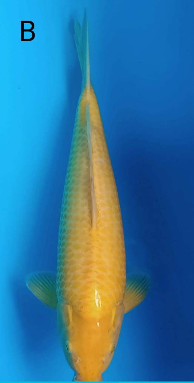 KARASI MATA MERAH 45cm