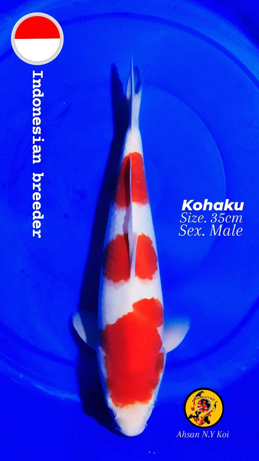 KOHAKU SIZE 35cm