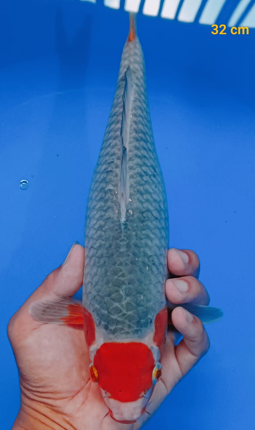 TANCHO SABIKOYO 32cm