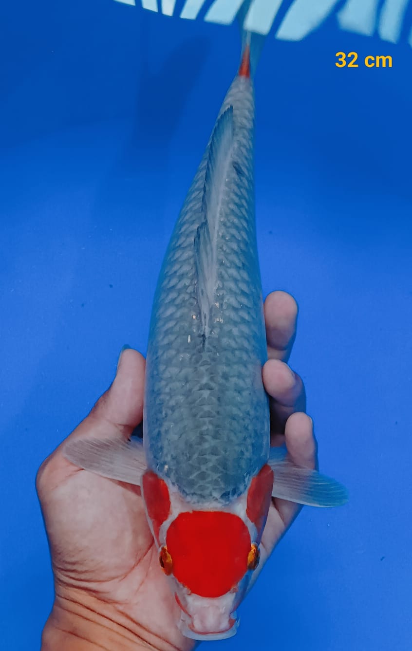 TANCHO SABIKOYO 32cm