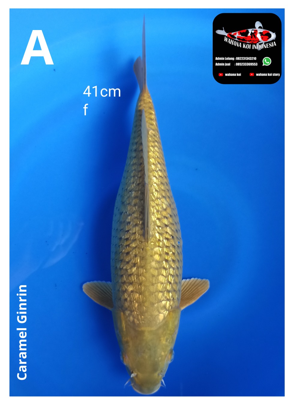 MIDORI GINRIN 41cm