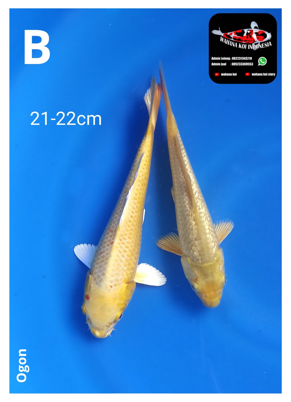 Lelang Koi Online, Jual Beli Ikan Koi, Pusat Jual Beli Koi, Info Lelang Koi Hari Ini, Platform Jual Beli Koi, Jual Beli Ikan Koi Online, Marketplace Ikan Koi, Jual Koi Terbaik, Tempat Beli Koi Berkualitas, Pasar Ikan Koi Online Terpercaya, Penjual Ikan Koi Terpercaya, Beli Koi Hias Online, Ikan Koi untuk Dijual, Koi Kualitas Terbaik, Toko Online Ikan Koi, Koi Hias Untuk Dijual, Jual Beli Ikan Koi Lokal, Koi Indonesia Online, Pusat Jual Beli Koi Terbesar