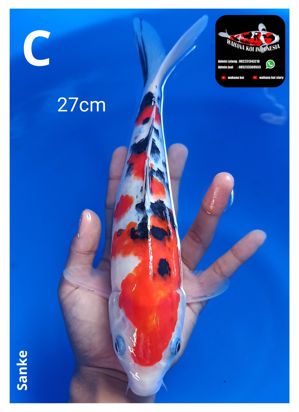 Lelang Koi Online, Jual Beli Ikan Koi, Pusat Jual Beli Koi, Info Lelang Koi Hari Ini, Platform Jual Beli Koi, Jual Beli Ikan Koi Online, Marketplace Ikan Koi, Jual Koi Terbaik, Tempat Beli Koi Berkualitas, Pasar Ikan Koi Online Terpercaya, Penjual Ikan Koi Terpercaya, Beli Koi Hias Online, Ikan Koi untuk Dijual, Koi Kualitas Terbaik, Toko Online Ikan Koi, Koi Hias Untuk Dijual, Jual Beli Ikan Koi Lokal, Koi Indonesia Online, Pusat Jual Beli Koi Terbesar