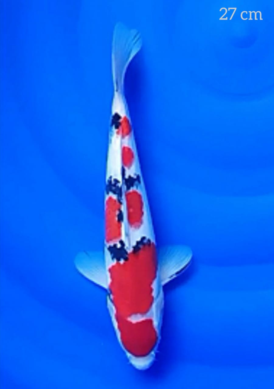 SANKE 27cm