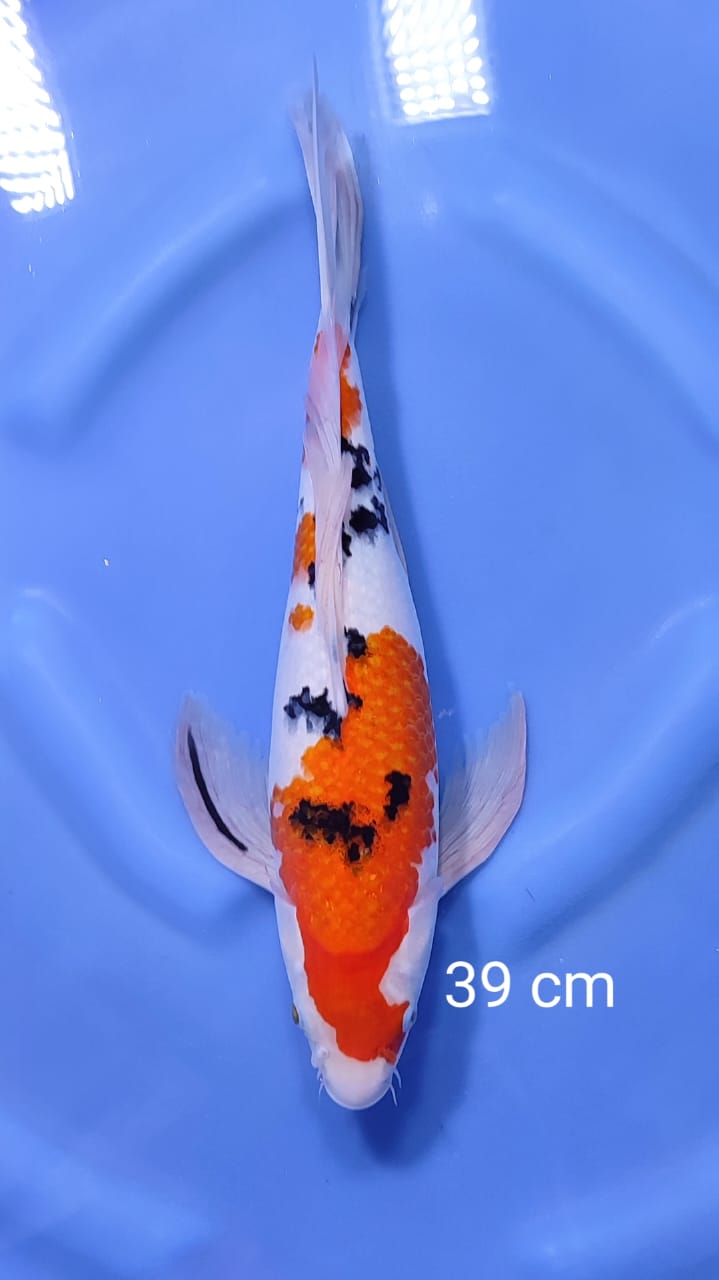 SANKE SLAYER 39cm