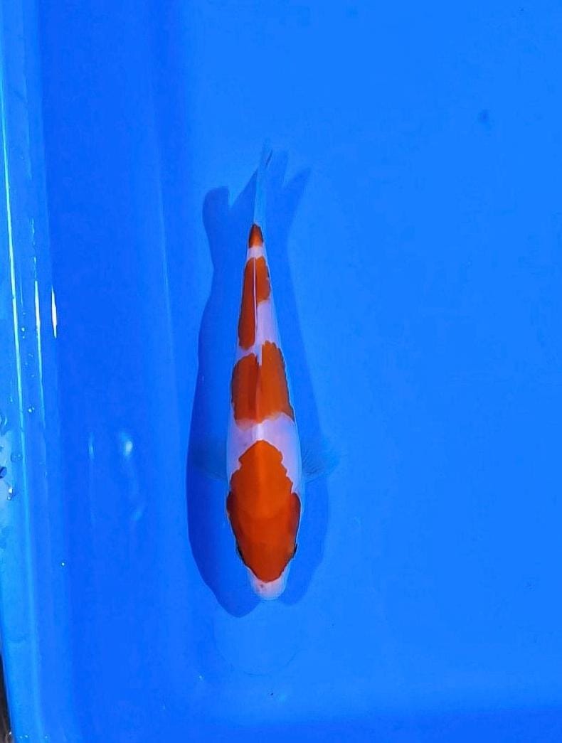 KOHAKU 15cm