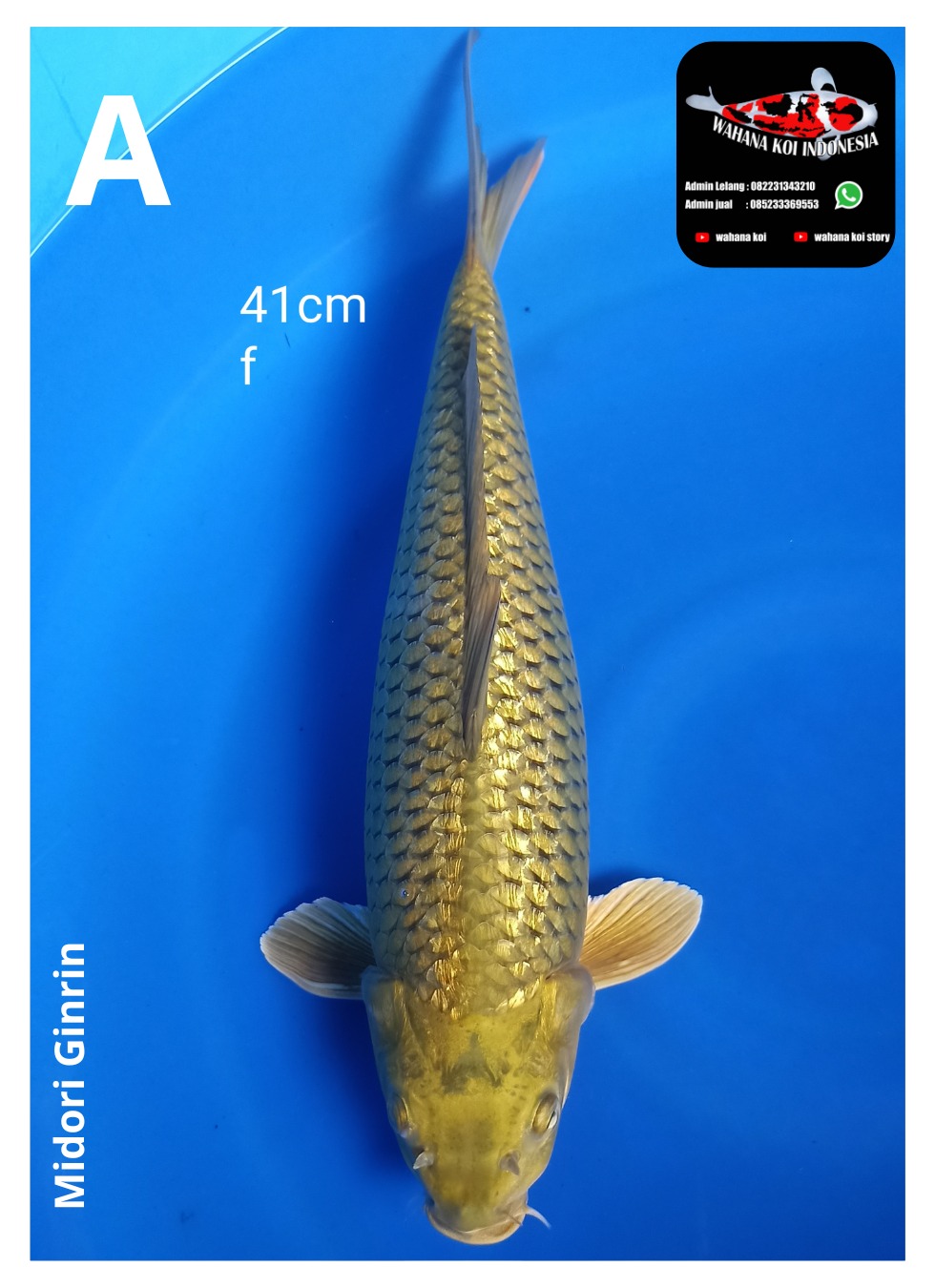 Ikan Koi MIDORI GINRIN 41cm, lelang koi MIDORI GINRIN 41cm, jual koi MIDORI GINRIN 41cm, beli koi MIDORI GINRIN 41cm, Lelang Koi Online, Jual Beli Ikan Koi, Pusat Jual Beli Koi, Info Lelang Koi Hari Ini, Platform Jual Beli Koi, Jual Beli Ikan Koi Online, Marketplace Ikan Koi, Jual Koi Terbaik, Tempat Beli Koi Berkualitas, Pasar Ikan Koi Online Terpercaya, Penjual Ikan Koi Terpercaya, Beli Koi Hias Online, Ikan Koi untuk Dijual, Koi Kualitas Terbaik, Toko Online Ikan Koi, Koi Hias Untuk Dijual, Jual Beli Ikan Koi Lokal, Koi Indonesia Online, Pusat Jual Beli Koi Terbesar
