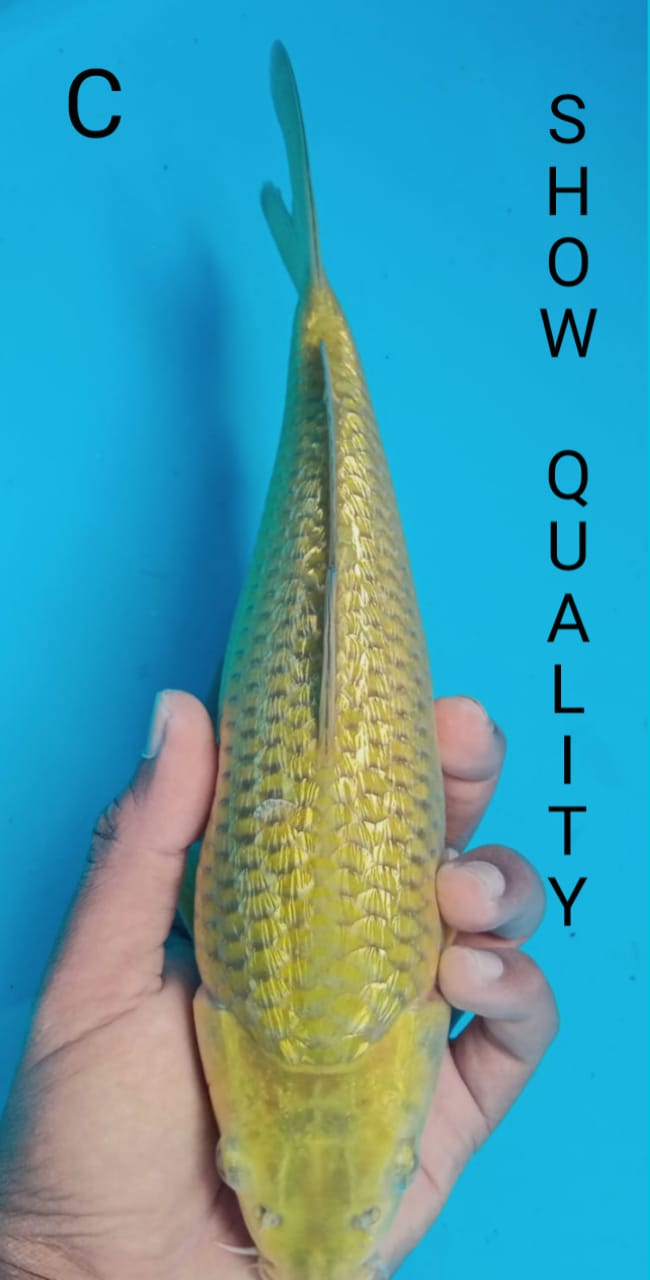 SUPER MIDORI GINDRIN 28cm