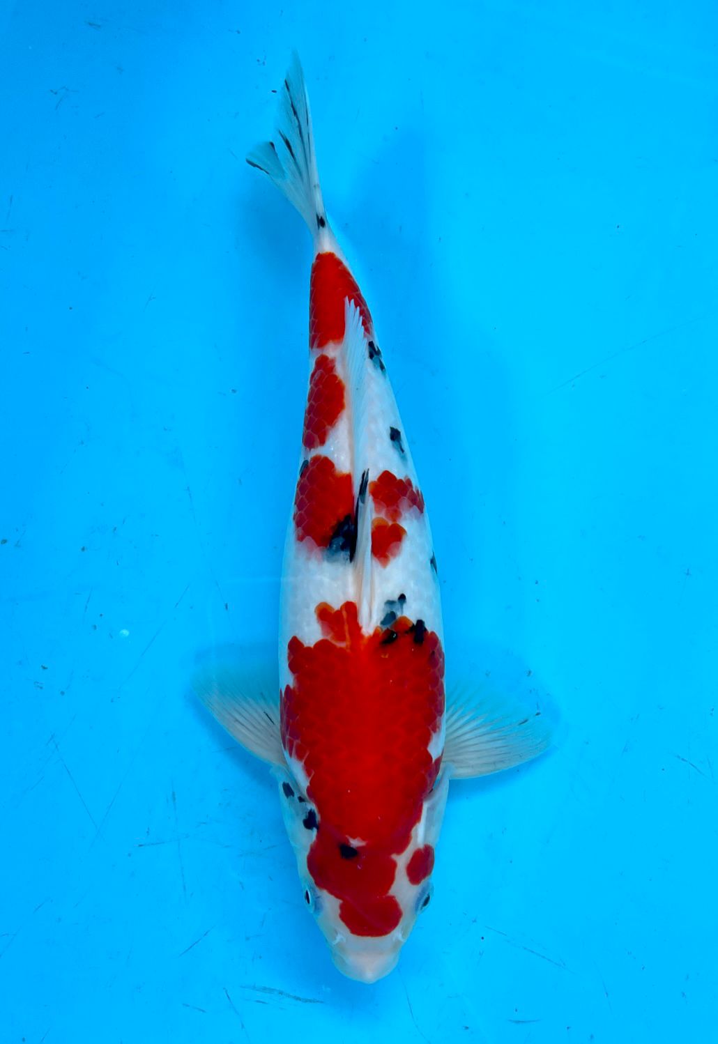 SHANKE QUALITY 30cm