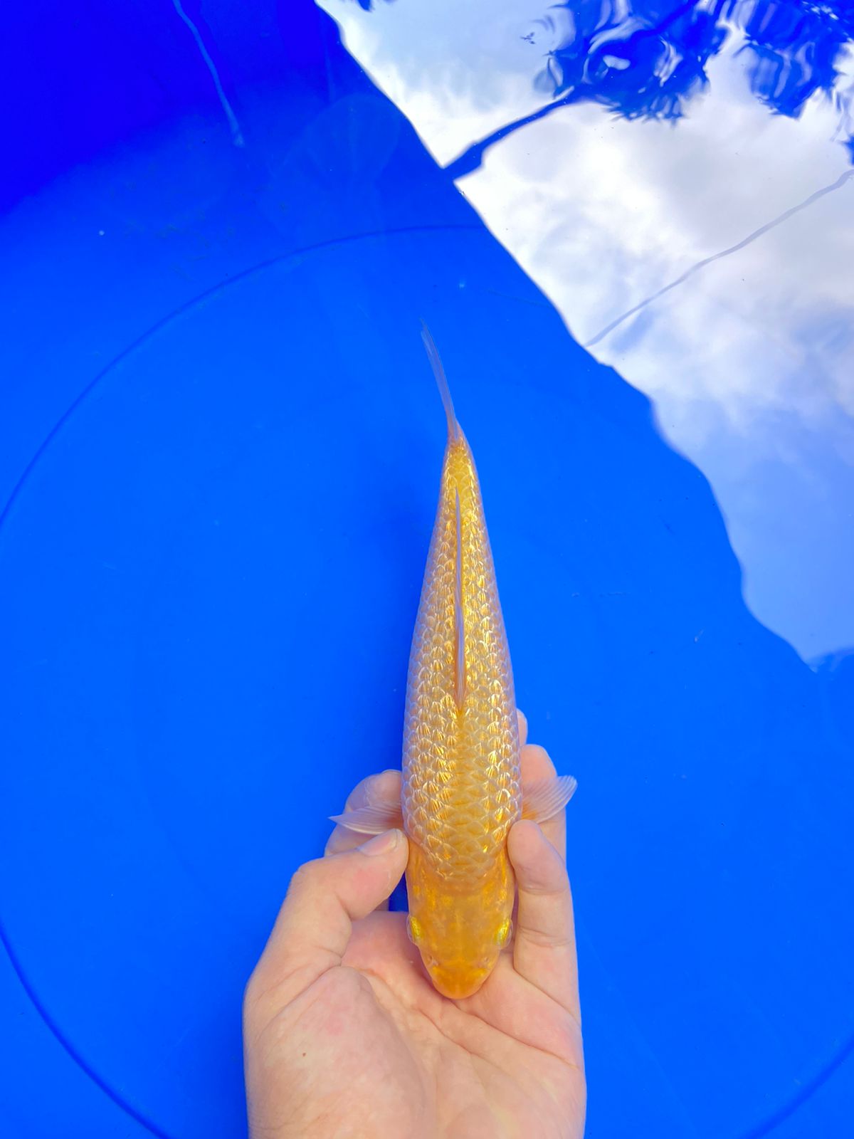 CARAMEL KINGRIN SQ 21cm