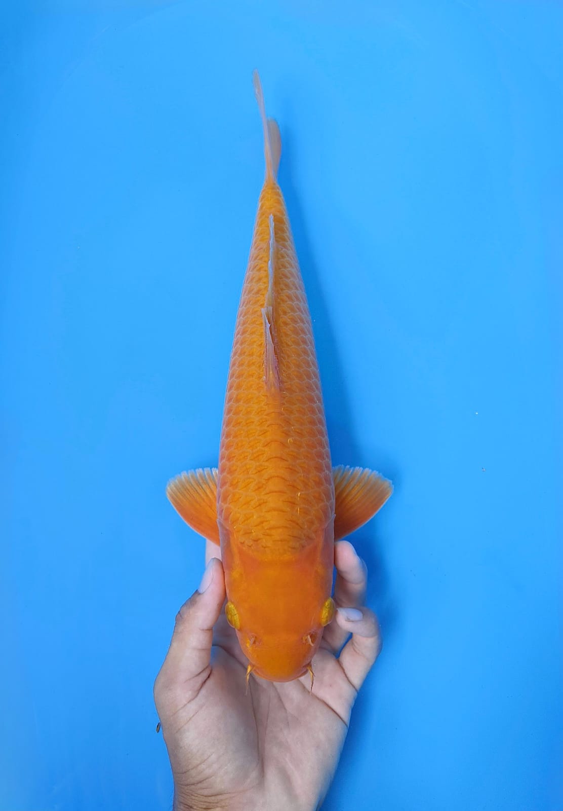 RED KARASI 40cm MALE