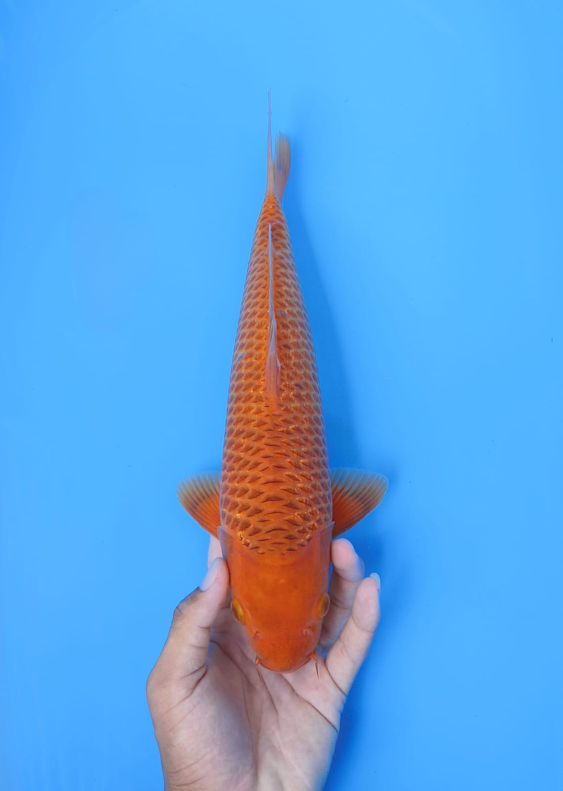 CARAMEL 36cm MALE