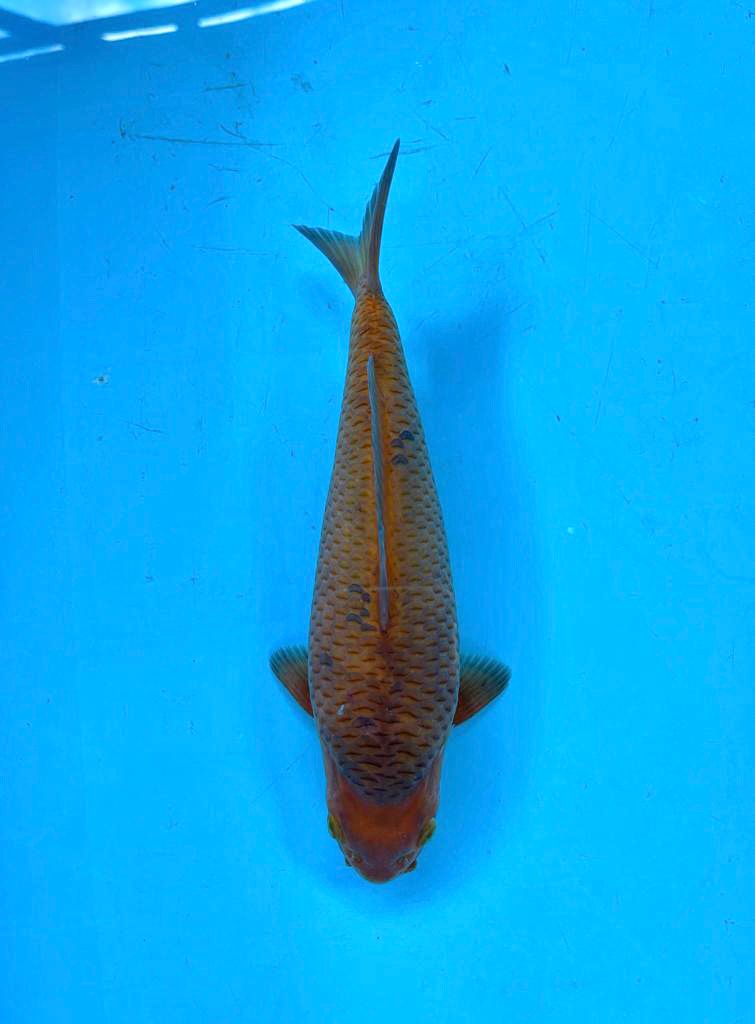 CARAMEL 27cm