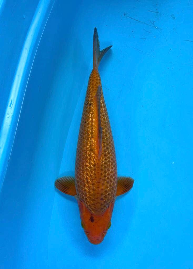 GINRIN CARAMEL 31cm
