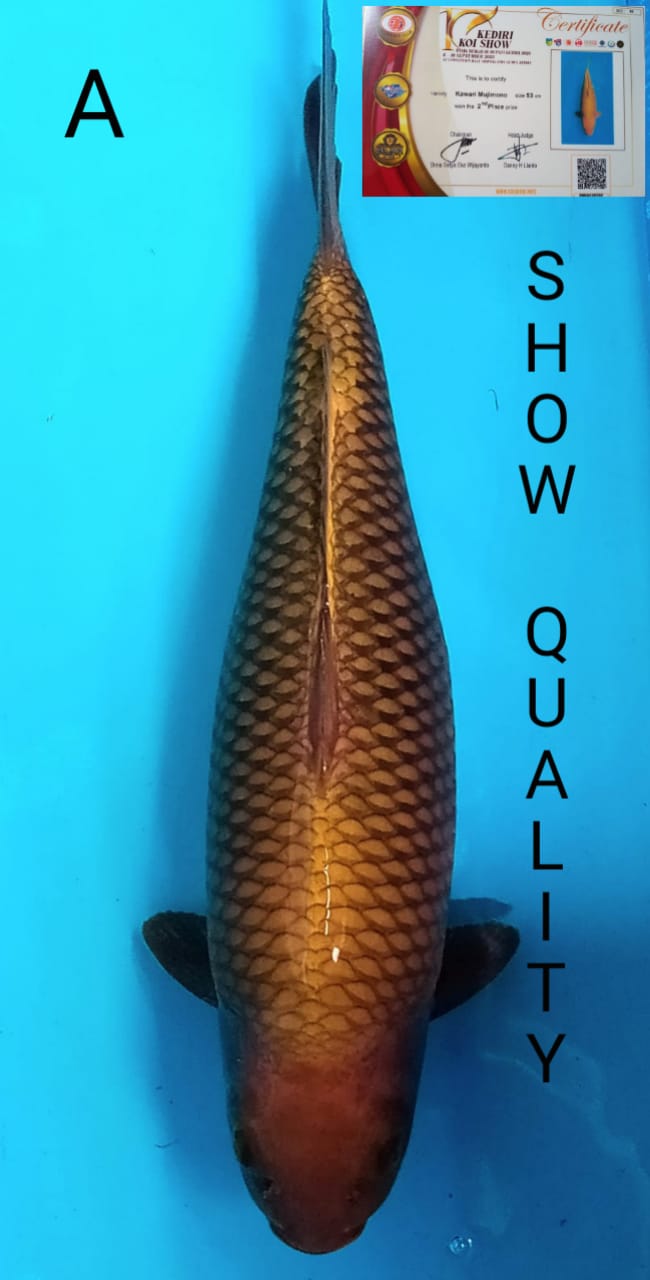 SUPER CHAGOI TEMBAGA 55cm