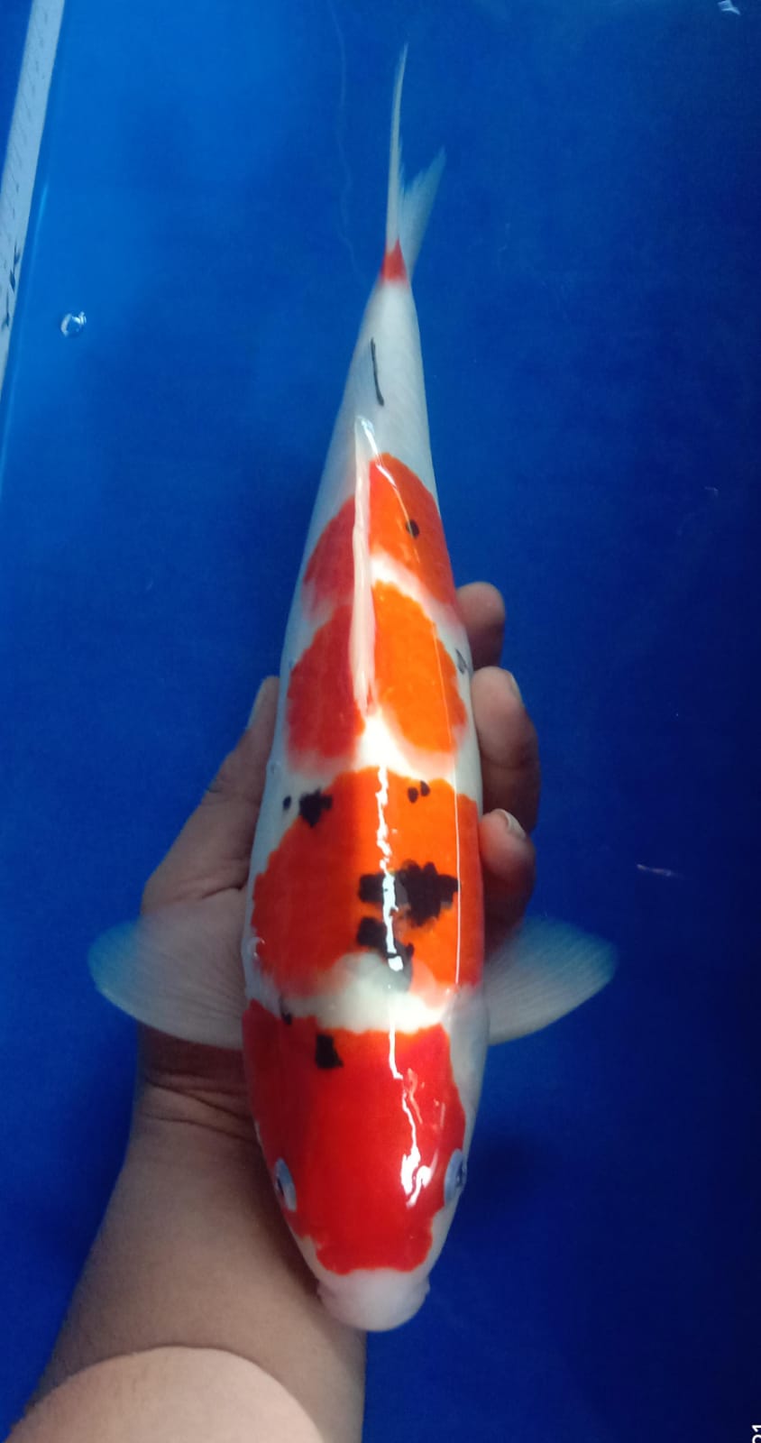 SANKE MUNUK 38cm