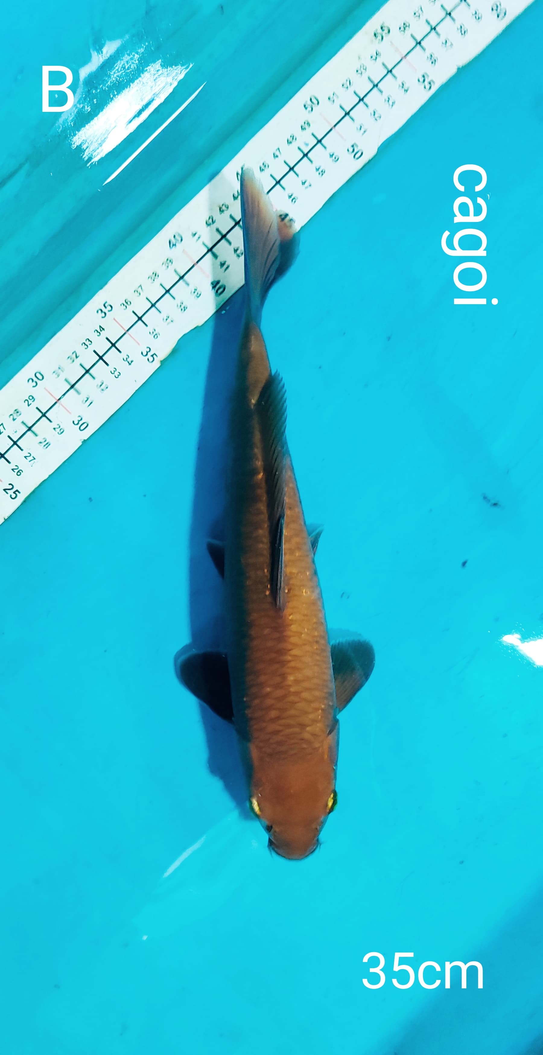 CAGOI 35cm