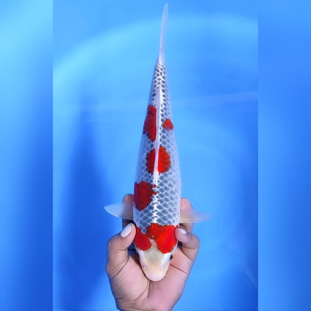 Lelang Koi Online, Jual Beli Ikan Koi, Pusat Jual Beli Koi, Info Lelang Koi Hari Ini, Platform Jual Beli Koi, Jual Beli Ikan Koi Online, Marketplace Ikan Koi, Jual Koi Terbaik, Tempat Beli Koi Berkualitas, Pasar Ikan Koi Online Terpercaya, Penjual Ikan Koi Terpercaya, Beli Koi Hias Online, Ikan Koi untuk Dijual, Koi Kualitas Terbaik, Toko Online Ikan Koi, Koi Hias Untuk Dijual, Jual Beli Ikan Koi Lokal, Koi Indonesia Online, Pusat Jual Beli Koi Terbesar