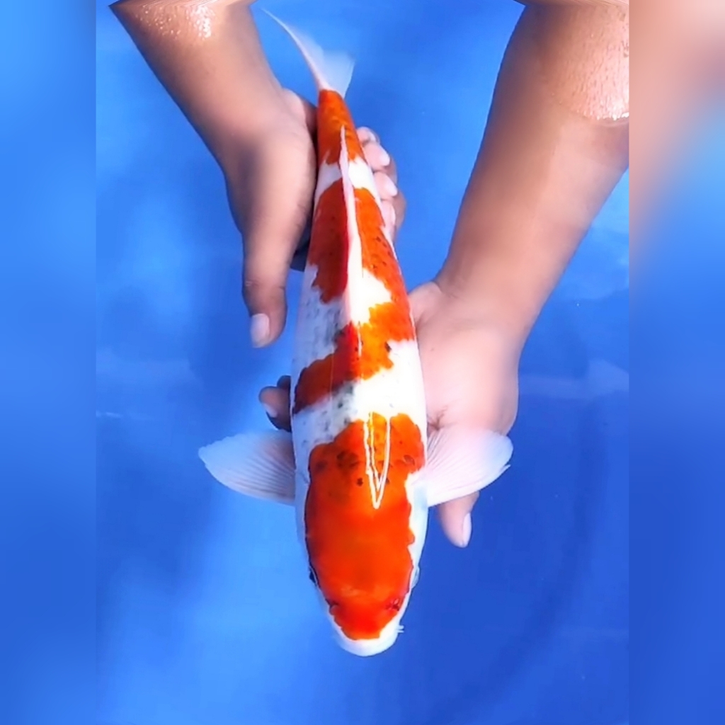 Lelang Koi Online, Jual Beli Ikan Koi, Pusat Jual Beli Koi, Info Lelang Koi Hari Ini, Platform Jual Beli Koi, Jual Beli Ikan Koi Online, Marketplace Ikan Koi, Jual Koi Terbaik, Tempat Beli Koi Berkualitas, Pasar Ikan Koi Online Terpercaya, Penjual Ikan Koi Terpercaya, Beli Koi Hias Online, Ikan Koi untuk Dijual, Koi Kualitas Terbaik, Toko Online Ikan Koi, Koi Hias Untuk Dijual, Jual Beli Ikan Koi Lokal, Koi Indonesia Online, Pusat Jual Beli Koi Terbesar