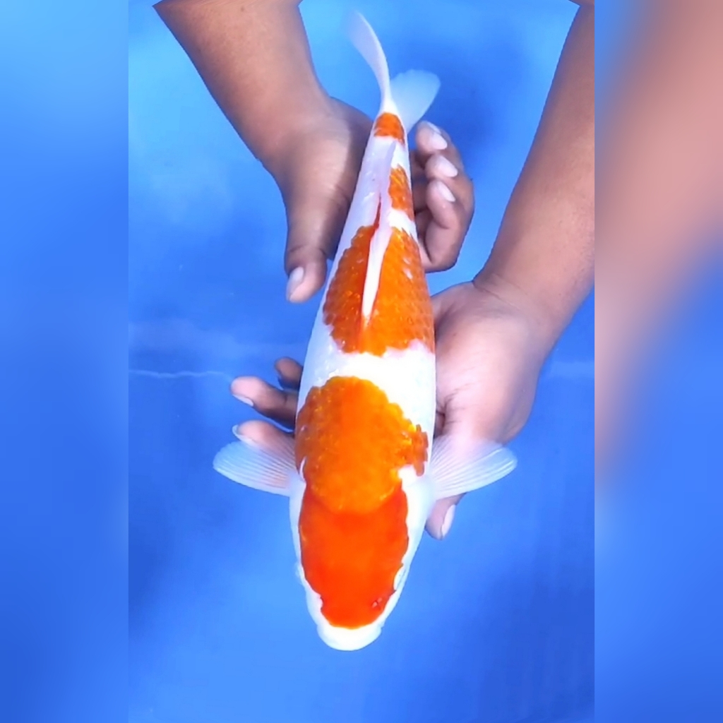 Lelang Koi Online, Jual Beli Ikan Koi, Pusat Jual Beli Koi, Info Lelang Koi Hari Ini, Platform Jual Beli Koi, Jual Beli Ikan Koi Online, Marketplace Ikan Koi, Jual Koi Terbaik, Tempat Beli Koi Berkualitas, Pasar Ikan Koi Online Terpercaya, Penjual Ikan Koi Terpercaya, Beli Koi Hias Online, Ikan Koi untuk Dijual, Koi Kualitas Terbaik, Toko Online Ikan Koi, Koi Hias Untuk Dijual, Jual Beli Ikan Koi Lokal, Koi Indonesia Online, Pusat Jual Beli Koi Terbesar