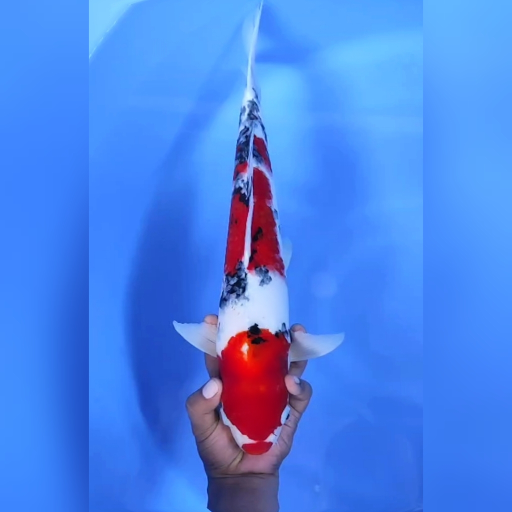 Lelang Koi Online, Jual Beli Ikan Koi, Pusat Jual Beli Koi, Info Lelang Koi Hari Ini, Platform Jual Beli Koi, Jual Beli Ikan Koi Online, Marketplace Ikan Koi, Jual Koi Terbaik, Tempat Beli Koi Berkualitas, Pasar Ikan Koi Online Terpercaya, Penjual Ikan Koi Terpercaya, Beli Koi Hias Online, Ikan Koi untuk Dijual, Koi Kualitas Terbaik, Toko Online Ikan Koi, Koi Hias Untuk Dijual, Jual Beli Ikan Koi Lokal, Koi Indonesia Online, Pusat Jual Beli Koi Terbesar