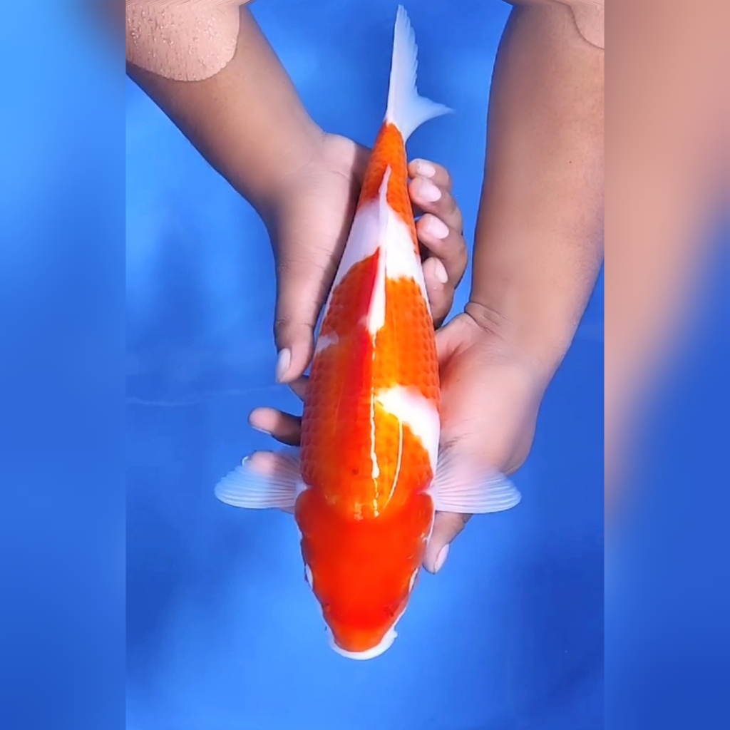 Lelang Koi Online, Jual Beli Ikan Koi, Pusat Jual Beli Koi, Info Lelang Koi Hari Ini, Platform Jual Beli Koi, Jual Beli Ikan Koi Online, Marketplace Ikan Koi, Jual Koi Terbaik, Tempat Beli Koi Berkualitas, Pasar Ikan Koi Online Terpercaya, Penjual Ikan Koi Terpercaya, Beli Koi Hias Online, Ikan Koi untuk Dijual, Koi Kualitas Terbaik, Toko Online Ikan Koi, Koi Hias Untuk Dijual, Jual Beli Ikan Koi Lokal, Koi Indonesia Online, Pusat Jual Beli Koi Terbesar
