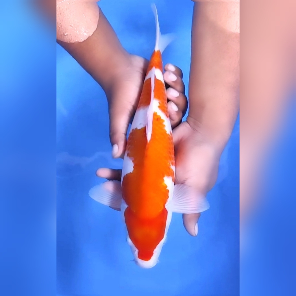 Lelang Koi Online, Jual Beli Ikan Koi, Pusat Jual Beli Koi, Info Lelang Koi Hari Ini, Platform Jual Beli Koi, Jual Beli Ikan Koi Online, Marketplace Ikan Koi, Jual Koi Terbaik, Tempat Beli Koi Berkualitas, Pasar Ikan Koi Online Terpercaya, Penjual Ikan Koi Terpercaya, Beli Koi Hias Online, Ikan Koi untuk Dijual, Koi Kualitas Terbaik, Toko Online Ikan Koi, Koi Hias Untuk Dijual, Jual Beli Ikan Koi Lokal, Koi Indonesia Online, Pusat Jual Beli Koi Terbesar