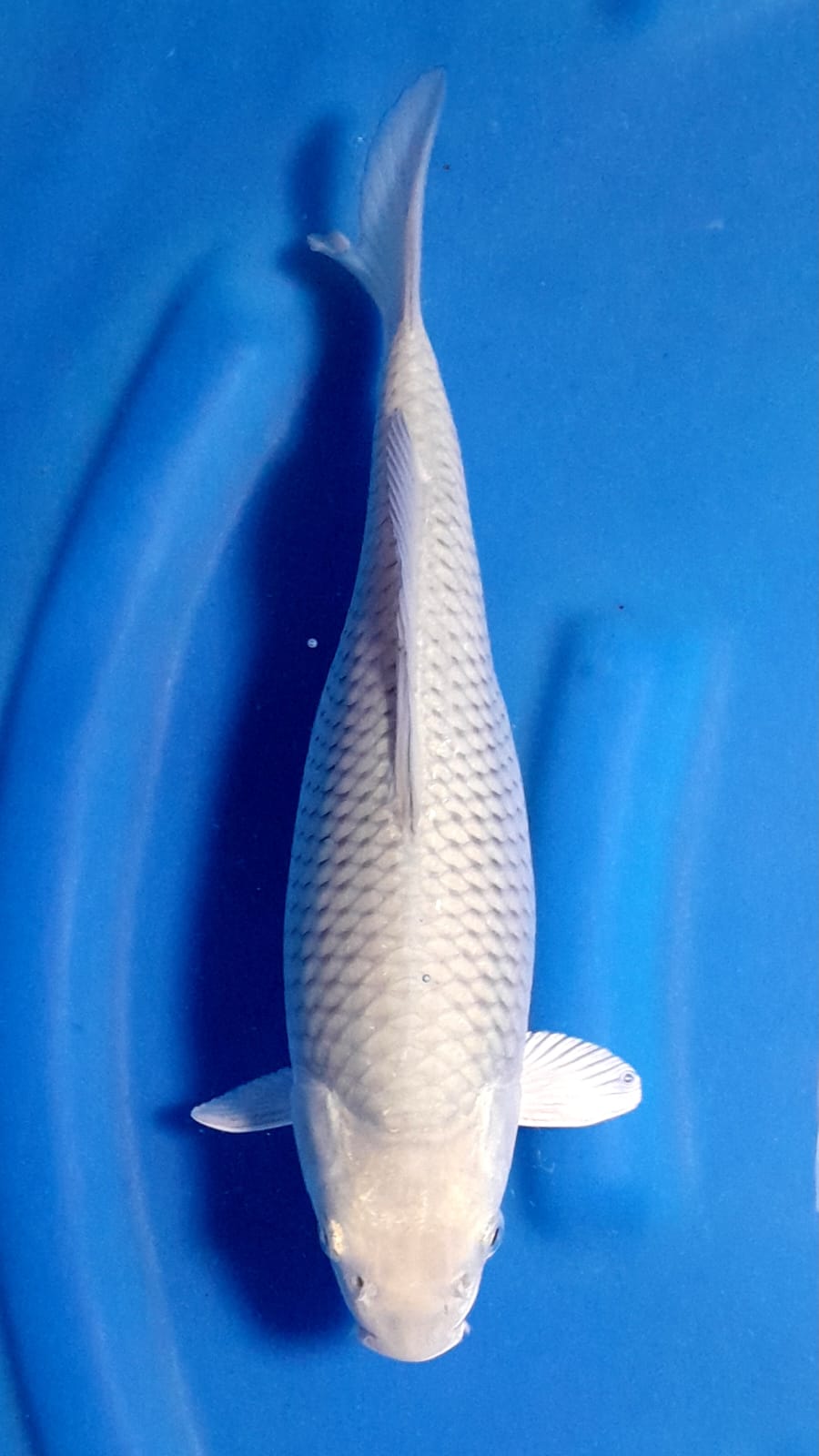 SORAGOI 28cm
