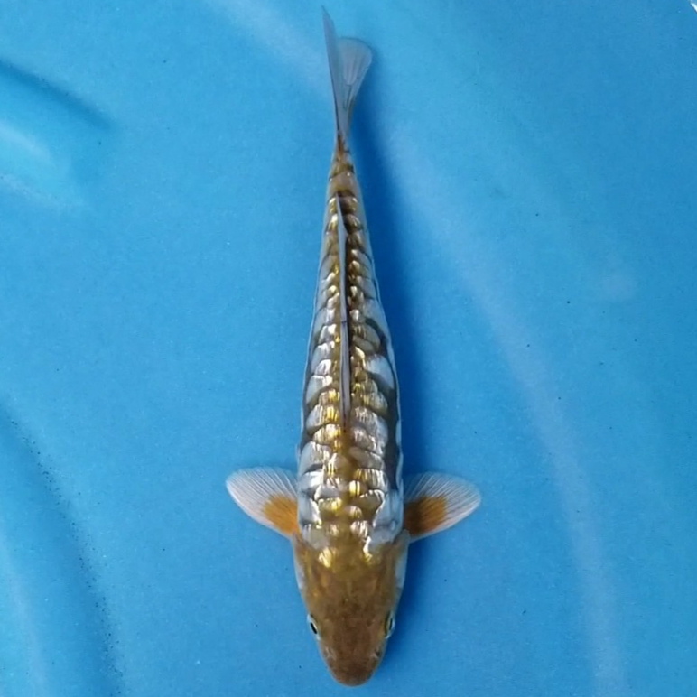 ARAGOKE GINRIN 23cm