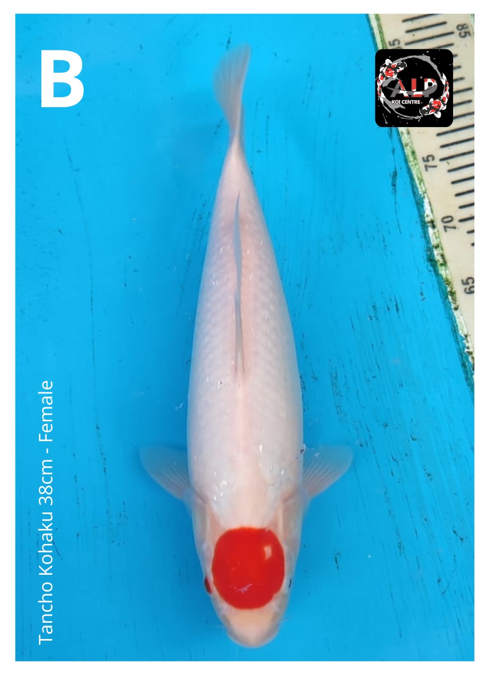 TANCHO KOHAKU 38cm