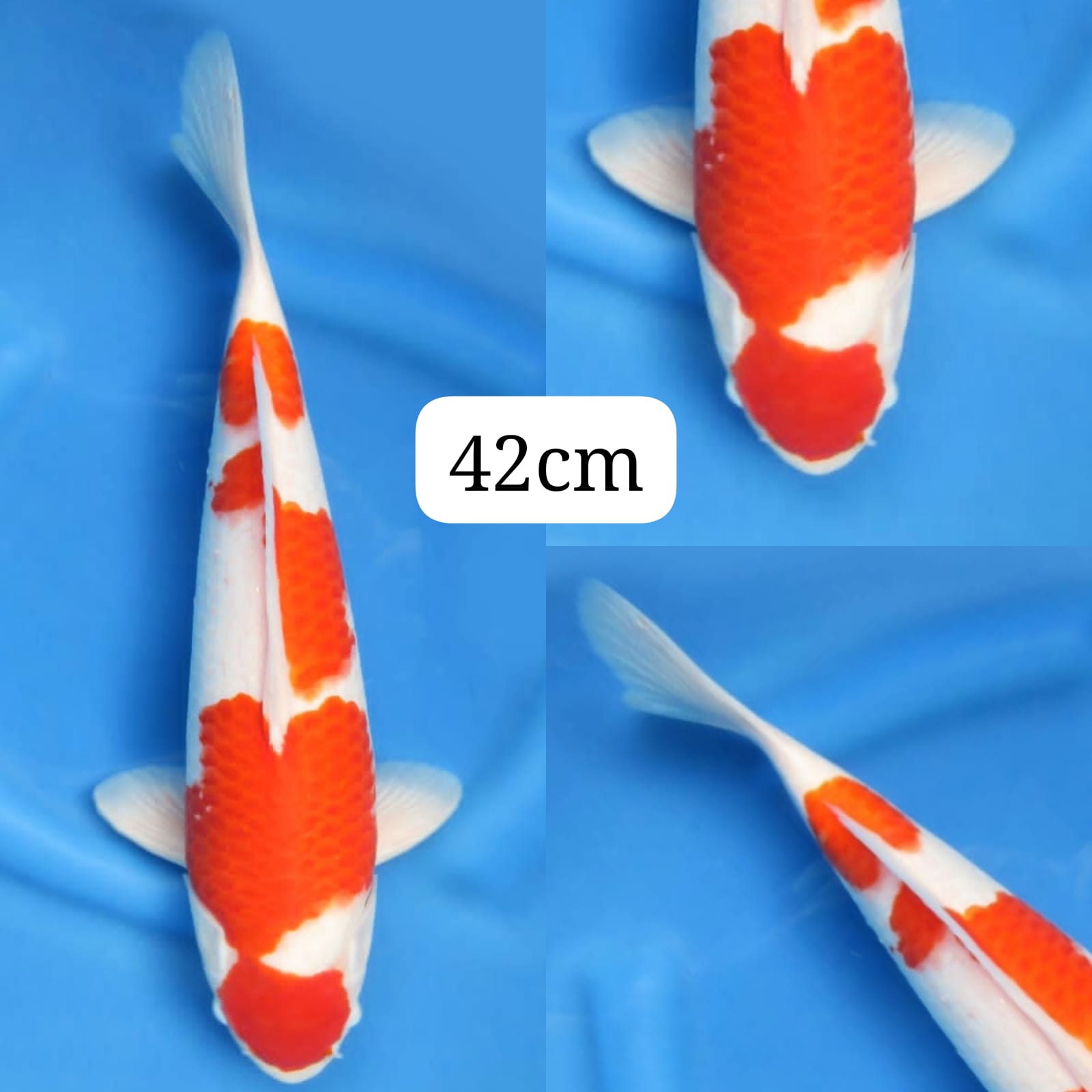 Lelang Koi Online, Jual Beli Ikan Koi, Pusat Jual Beli Koi, Info Lelang Koi Hari Ini, Platform Jual Beli Koi, Jual Beli Ikan Koi Online, Marketplace Ikan Koi, Jual Koi Terbaik, Tempat Beli Koi Berkualitas, Pasar Ikan Koi Online Terpercaya, Penjual Ikan Koi Terpercaya, Beli Koi Hias Online, Ikan Koi untuk Dijual, Koi Kualitas Terbaik, Toko Online Ikan Koi, Koi Hias Untuk Dijual, Jual Beli Ikan Koi Lokal, Koi Indonesia Online, Pusat Jual Beli Koi Terbesar