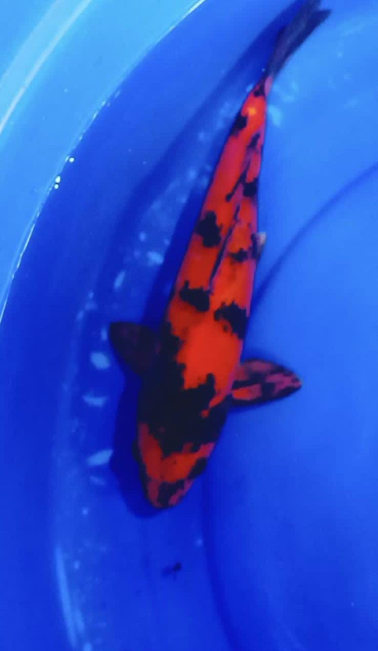 HIUTSURI 30cm
