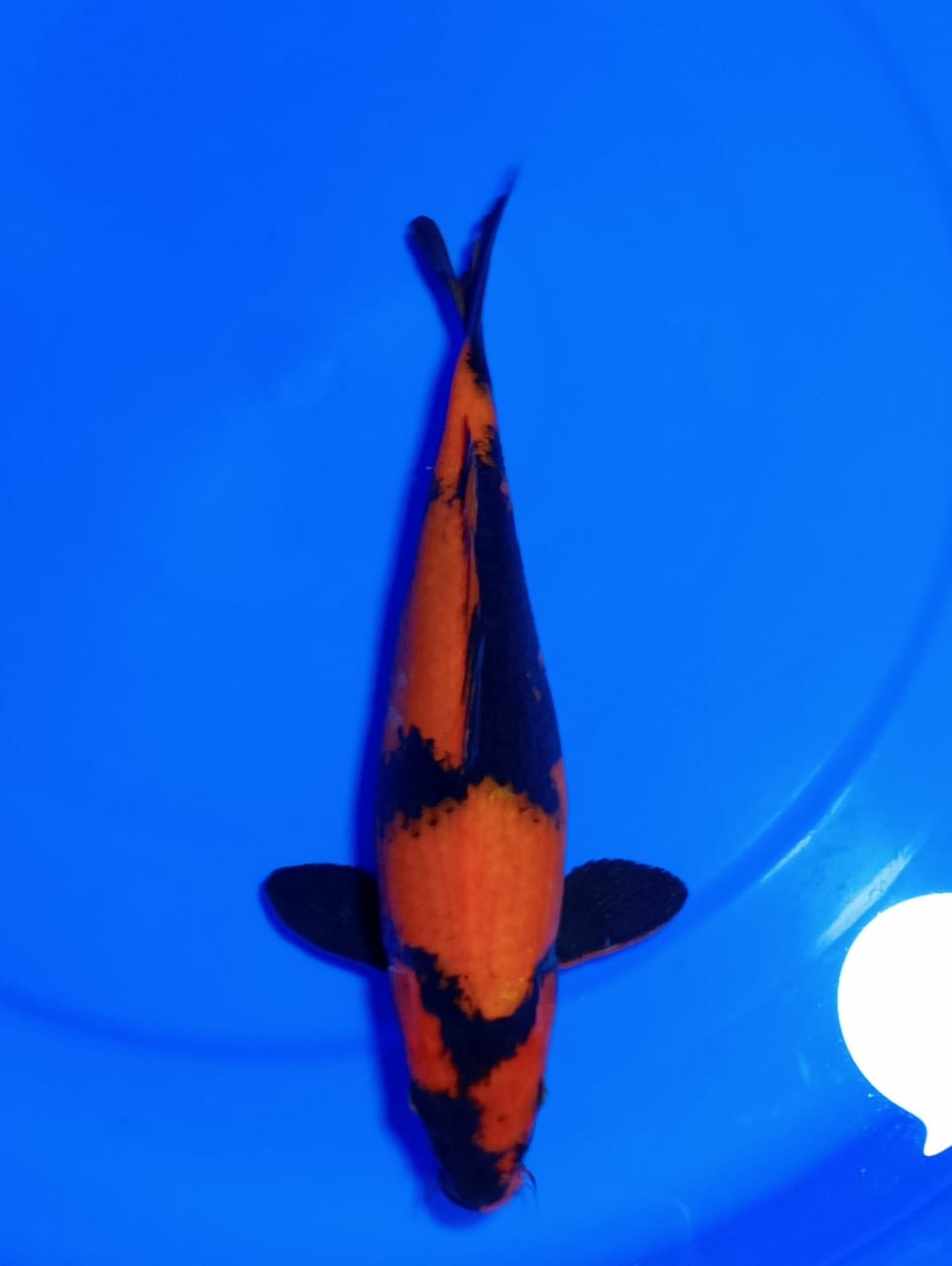 HIUTSURI 30cm