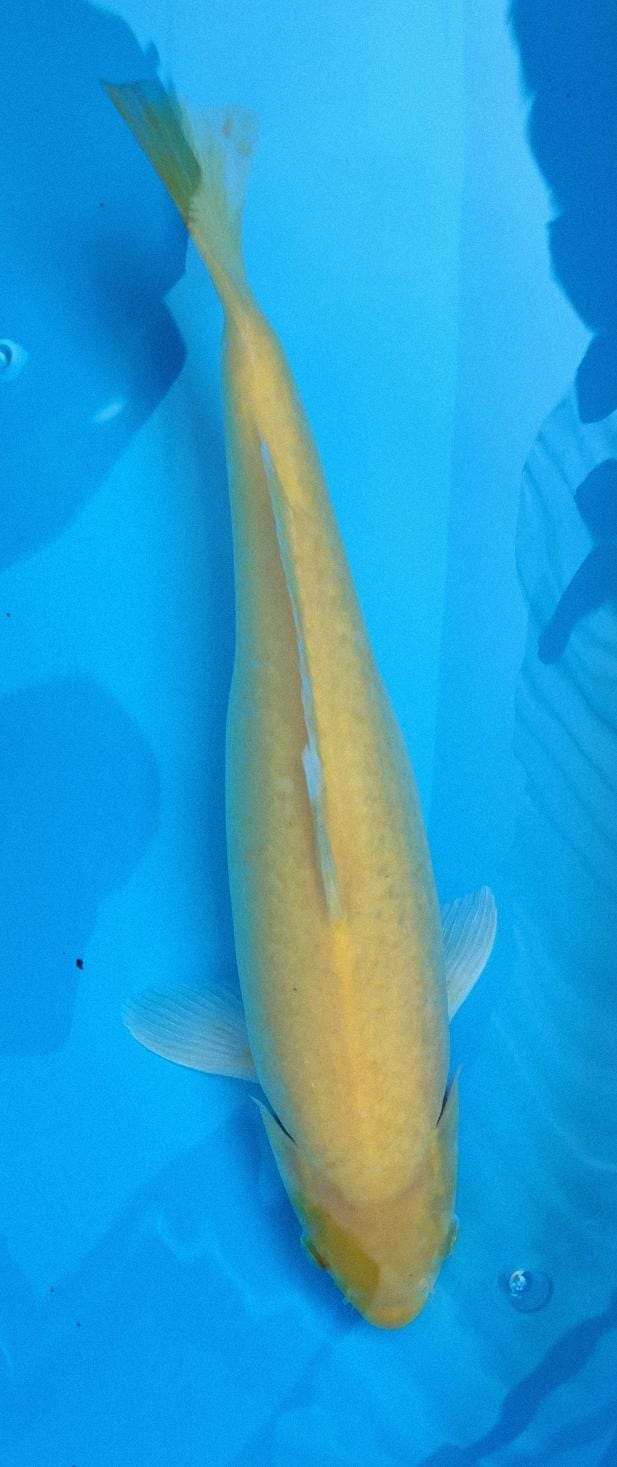 KARASHI IMPORT MARUDO KOI FARM 43cm