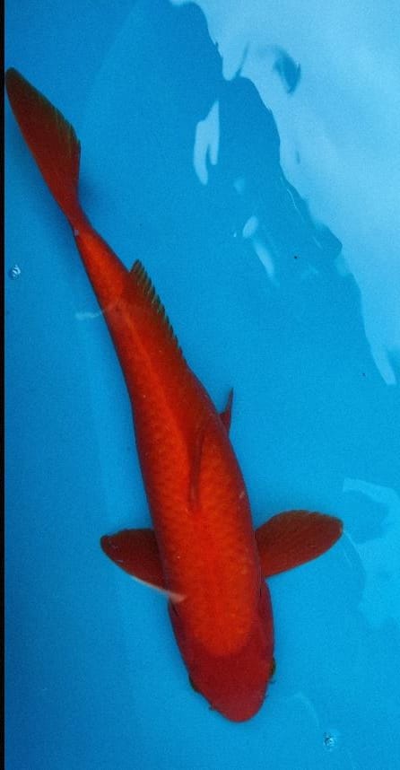 BENIGOI IMPORT OTSUKA KOI FARM FULL RED 39cm