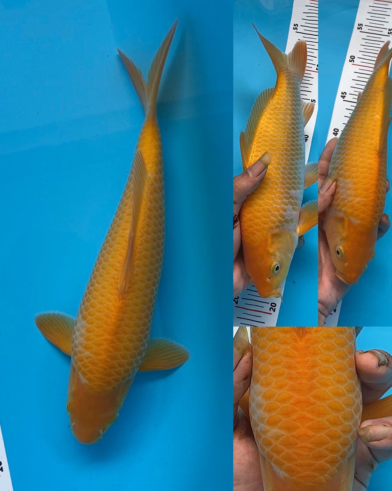 KARASI KOYO 30cm