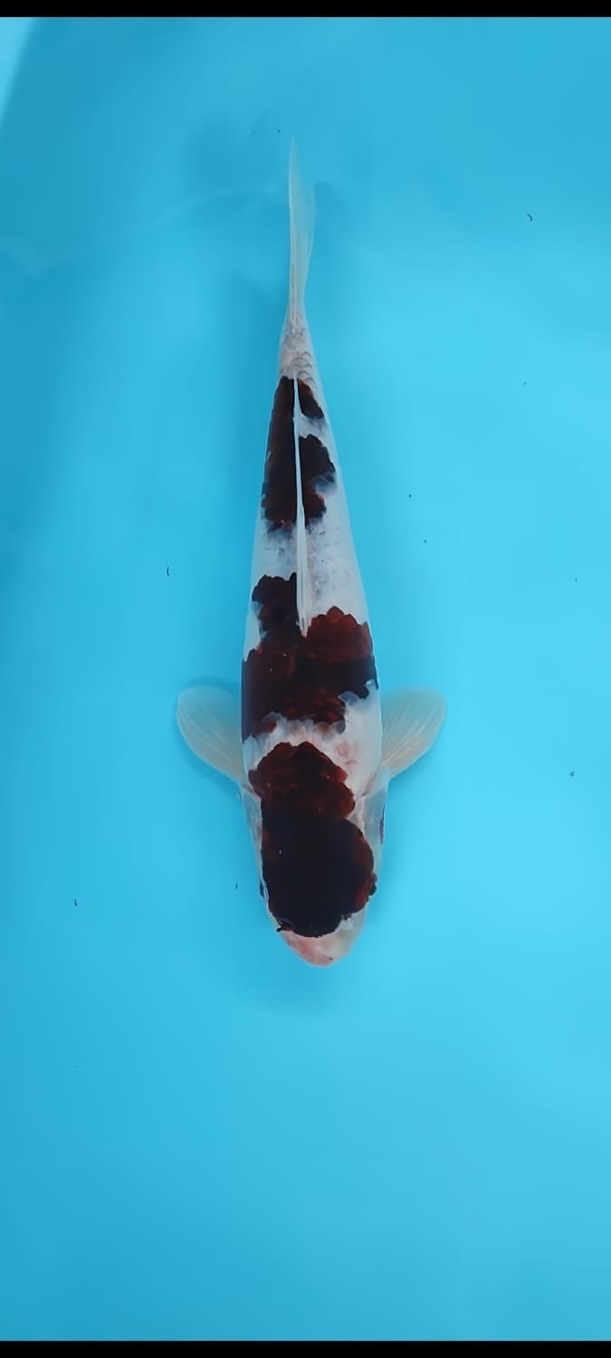 GOROMO MALE 32cm