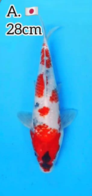 MARUSEI SHOWA 28cm