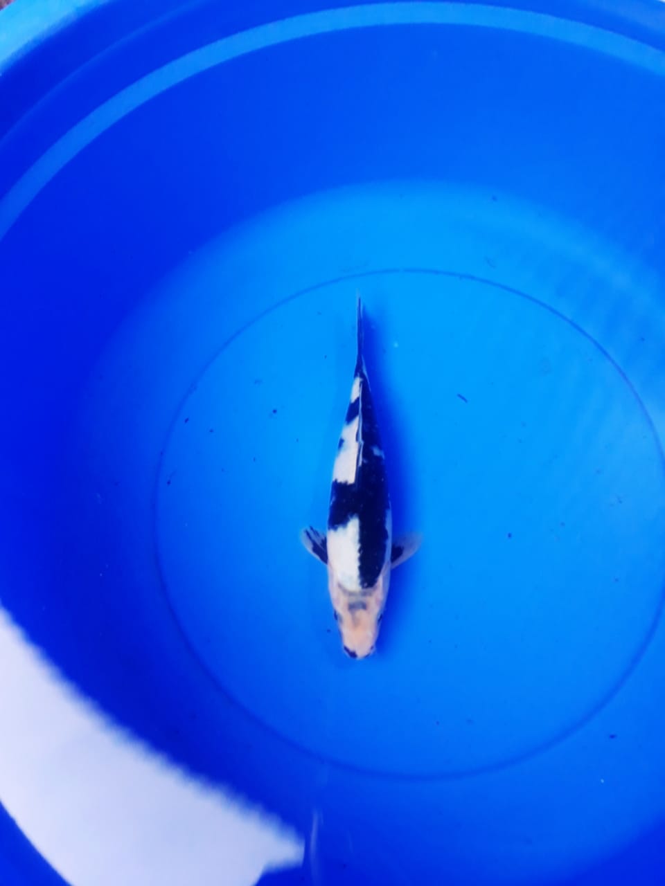 Ikan Koi SHIRO CALON SQ 27cm, lelang koi SHIRO CALON SQ 27cm, jual koi SHIRO CALON SQ 27cm, beli koi SHIRO CALON SQ 27cm, Lelang Koi Online, Jual Beli Ikan Koi, Pusat Jual Beli Koi, Info Lelang Koi Hari Ini, Platform Jual Beli Koi, Jual Beli Ikan Koi Online, Marketplace Ikan Koi, Jual Koi Terbaik, Tempat Beli Koi Berkualitas, Pasar Ikan Koi Online Terpercaya, Penjual Ikan Koi Terpercaya, Beli Koi Hias Online, Ikan Koi untuk Dijual, Koi Kualitas Terbaik, Toko Online Ikan Koi, Koi Hias Untuk Dijual, Jual Beli Ikan Koi Lokal, Koi Indonesia Online, Pusat Jual Beli Koi Terbesar