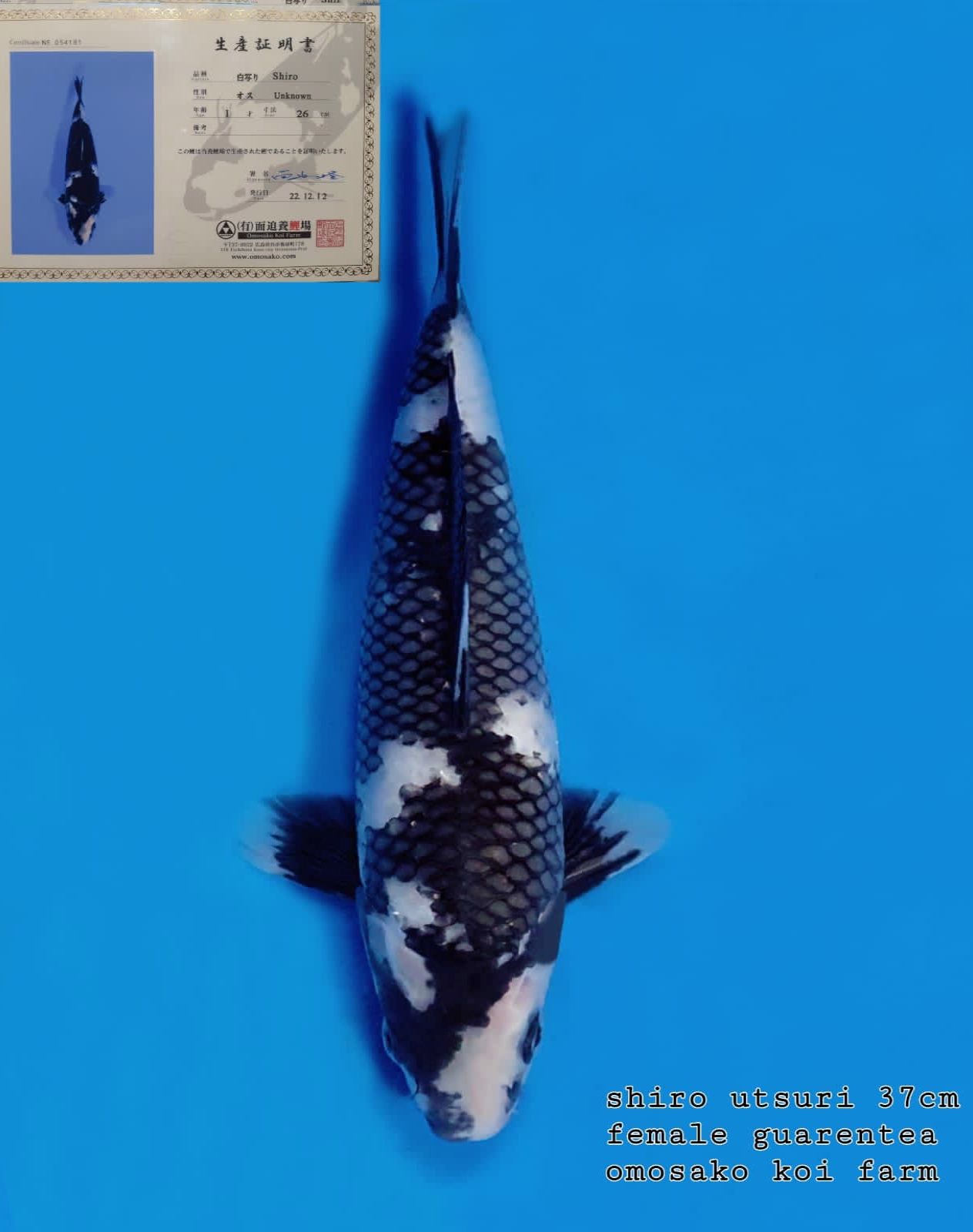 SHIRO OSAMOKO GUARENTEA 37cm