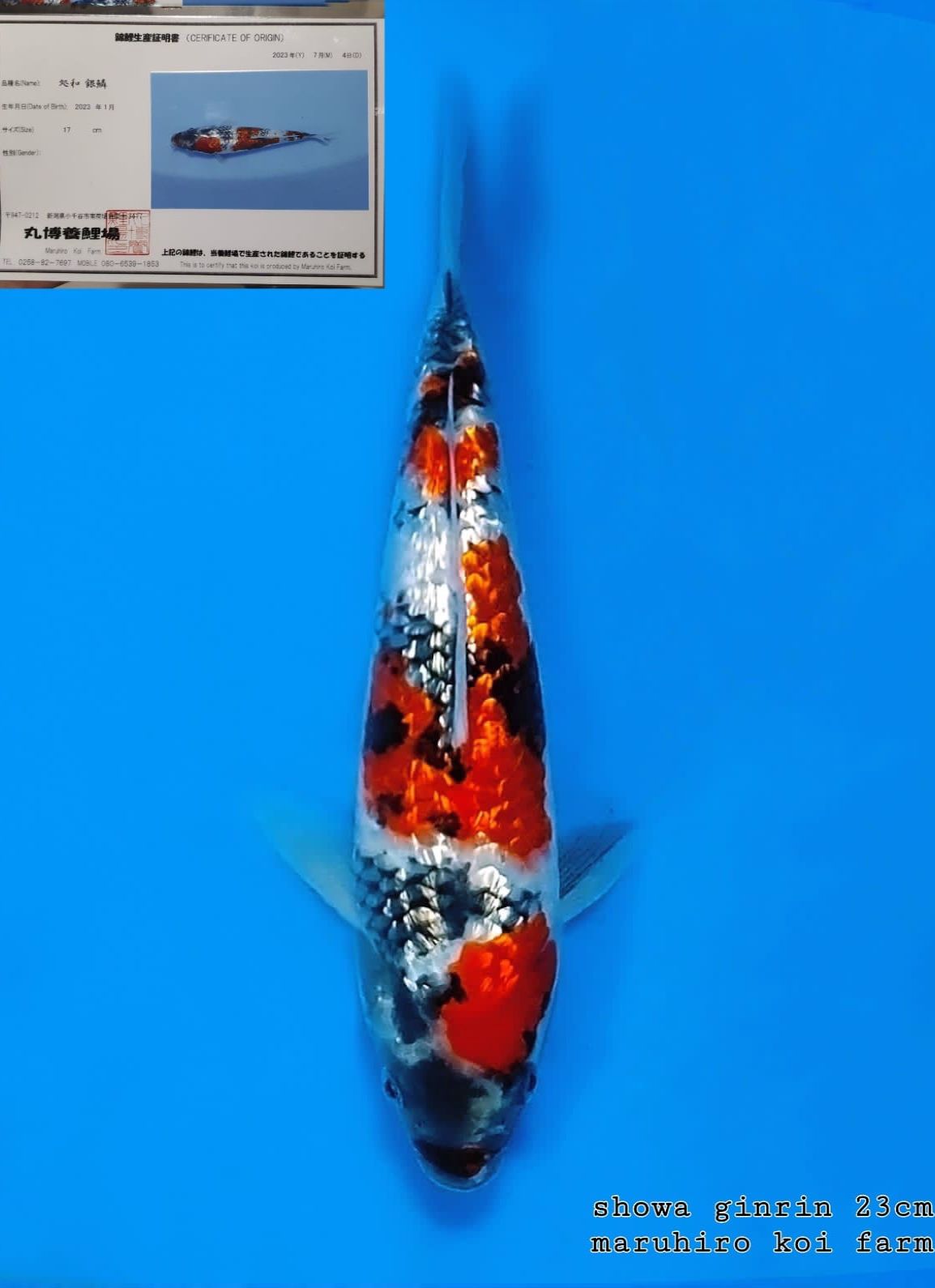 SHOWA GINRIN MARUHIRO 23cm