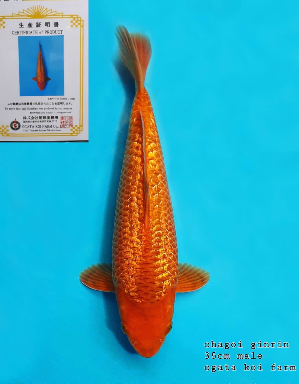 CHAGOI GINRIN OGATA KOI FARM 35cm