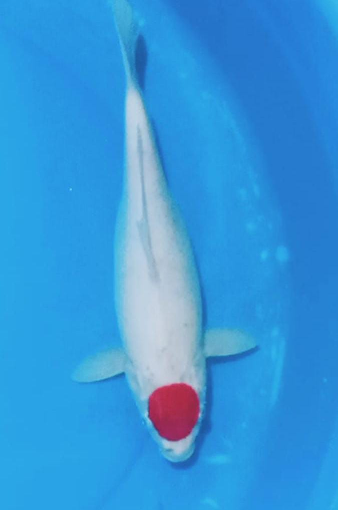 TANCHO KOHAKU 33cm