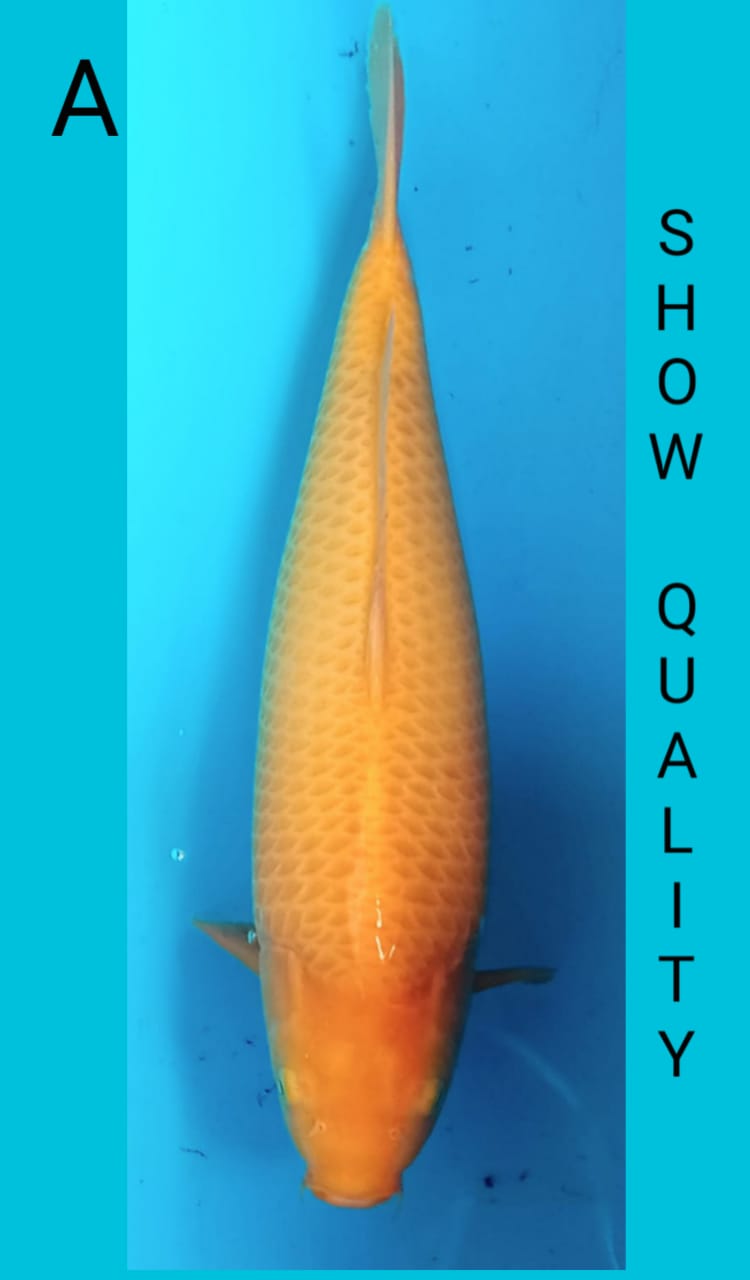 SUPER CARAMEL 55cm