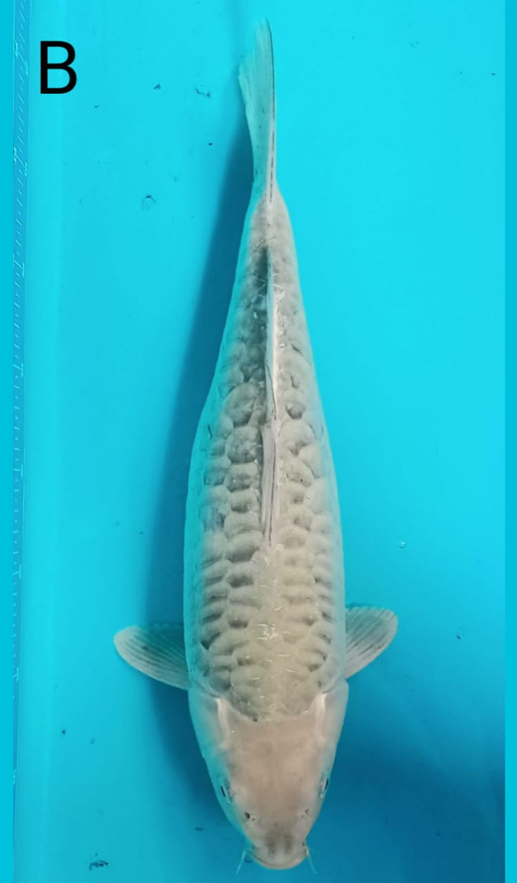 SORAGOI ARAGOKE 43cm