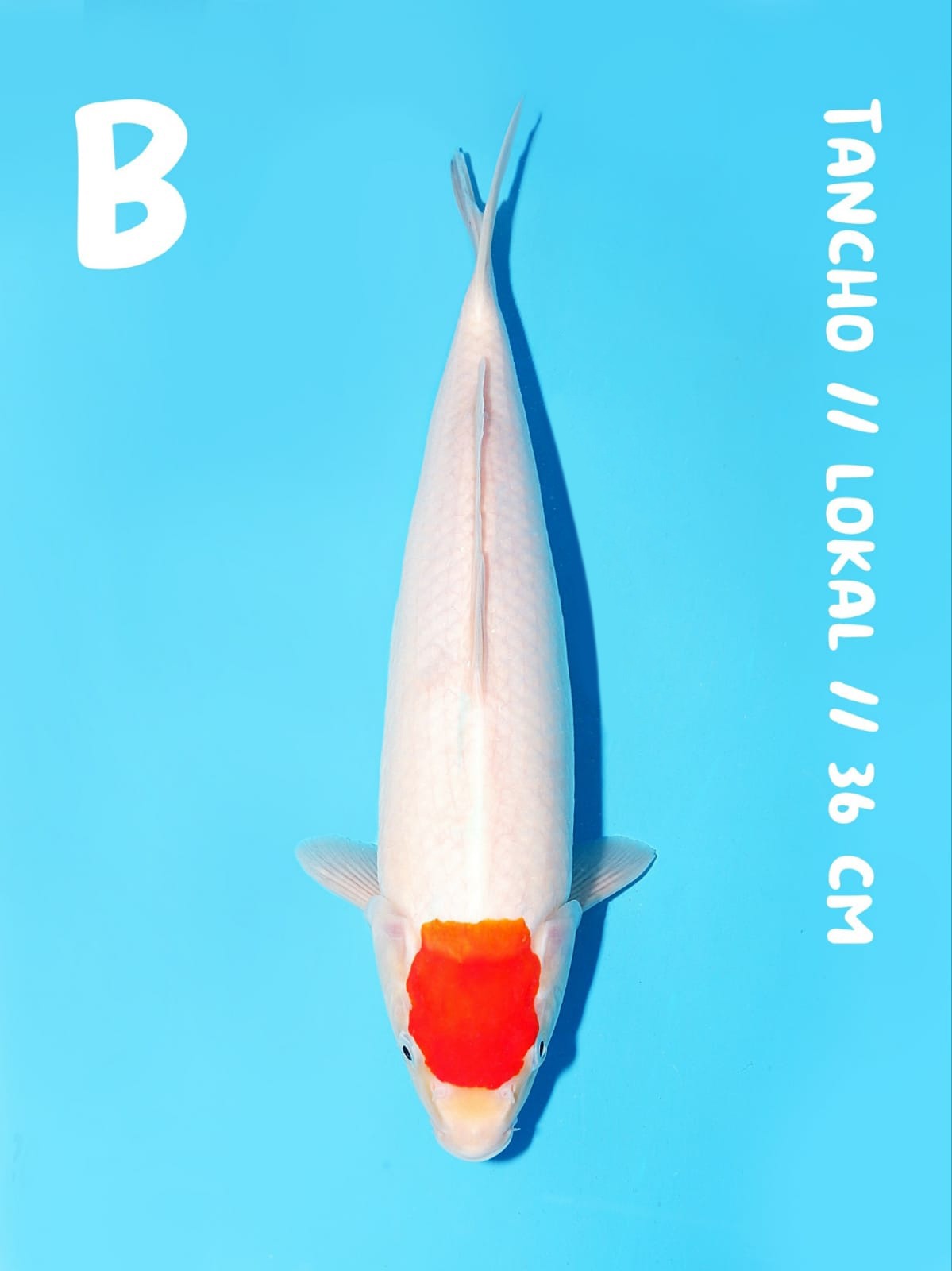TANCHO 36cm