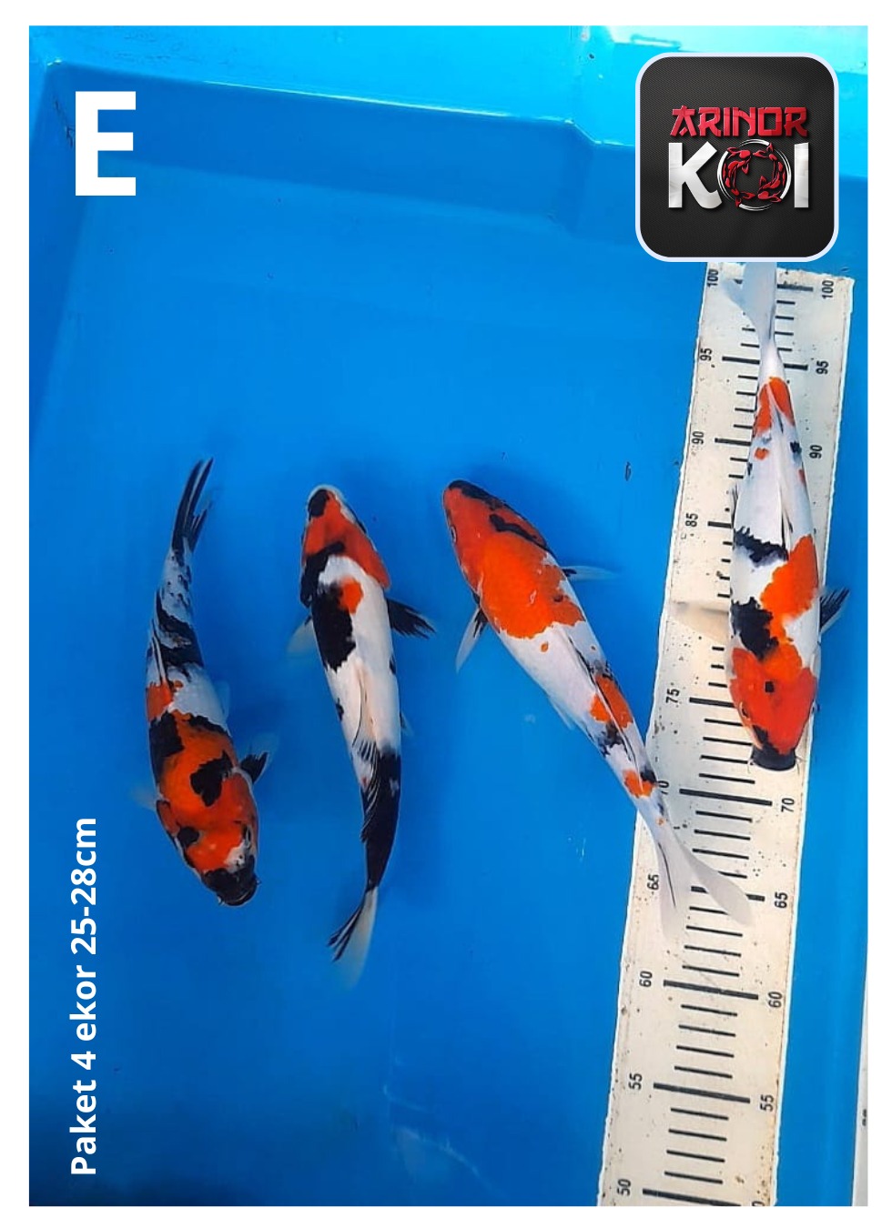 PAKET 4 EKOR 25-28cm