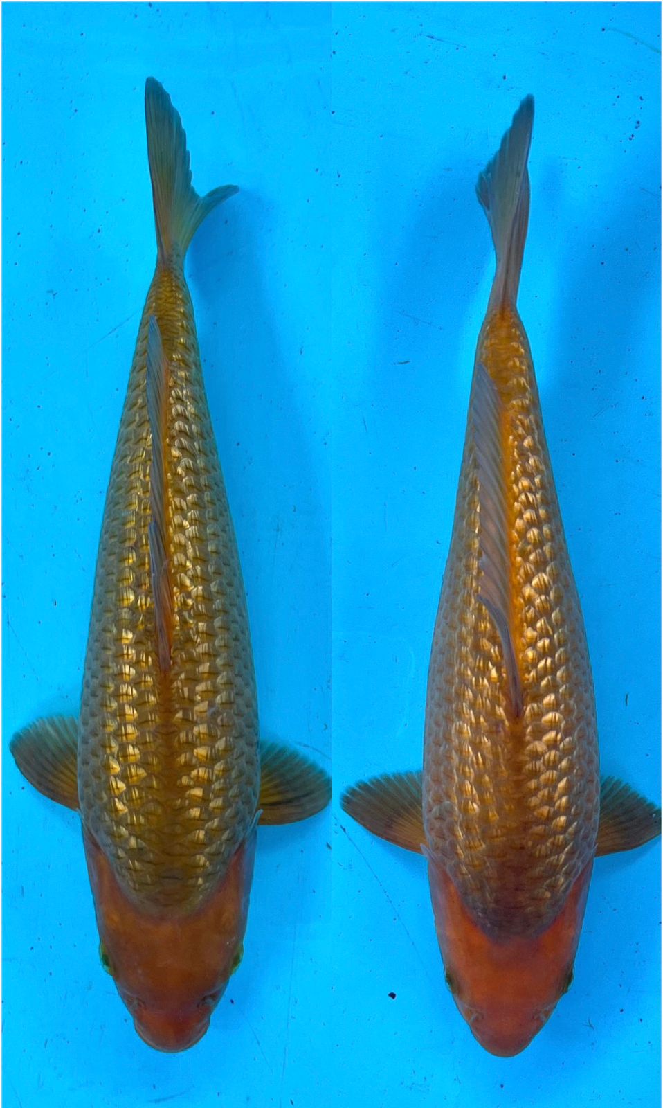 GINRIN KARAMEL 26cm 26cm